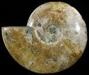 Wide, Polished Ammonite Fossil - Cyber Monday Deal! #52520-1